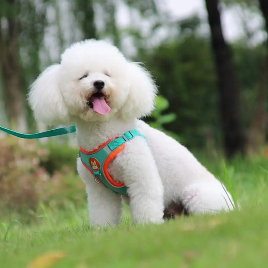 Reflective Dog Cat Harness Vest with Leash Breathable Mesh Padding Adjustable No Pull Pet Vest for Small Medium Dogs and Cats